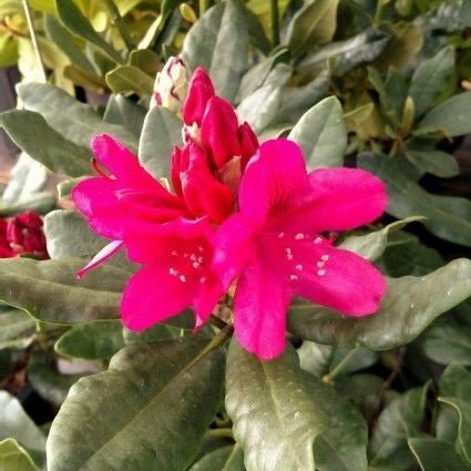 Nova Zembla Rhododendron (Rhododendron x 'Nova Zembla'), a shrub featuring red, pink flowers and broad-leaved evergreen.