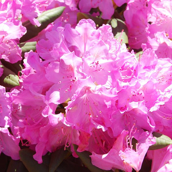 Roseum Elegans Rhododendron (Rhododendron x 'Roseum Elegans'), a shrub featuring purple flowers and broad-leaved evergreen.