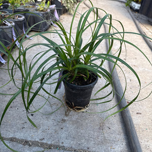 Ribbon Falls Sedge in a black nursery pot, showcasing its long, gracefully arching green