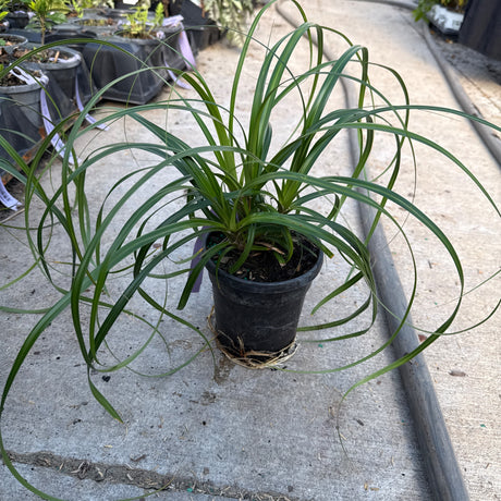 Ribbon Falls Sedge in a black nursery pot, showcasing its long, gracefully arching green