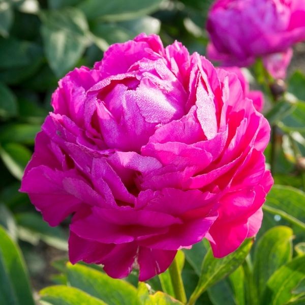 Riches and Fame Peony - Nature Hills Nursery - Bare Root Peony - 