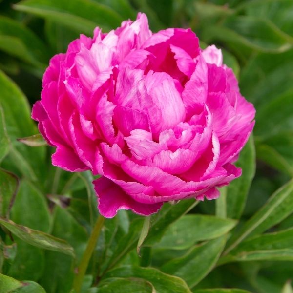 Riches and Fame Peony - Nature Hills Nursery - Bare Root Peony - 