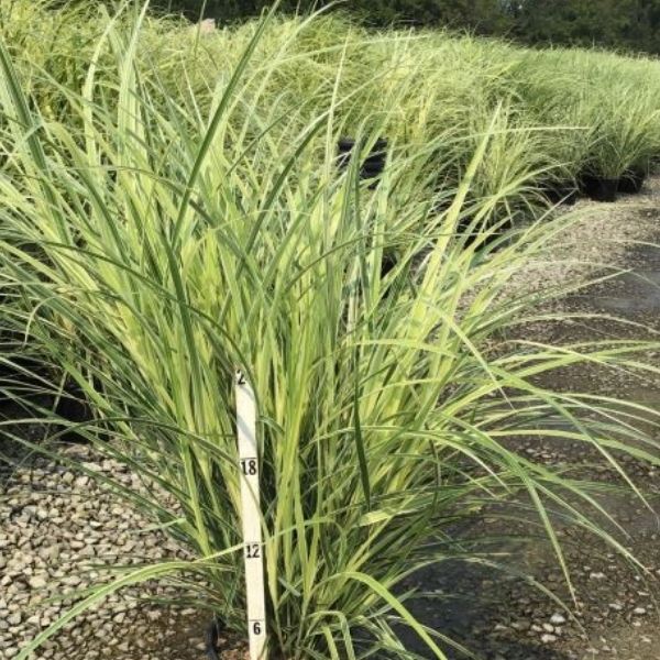 Rigoletto Maiden Grass - Nature Hills Nursery - #3 Container - 