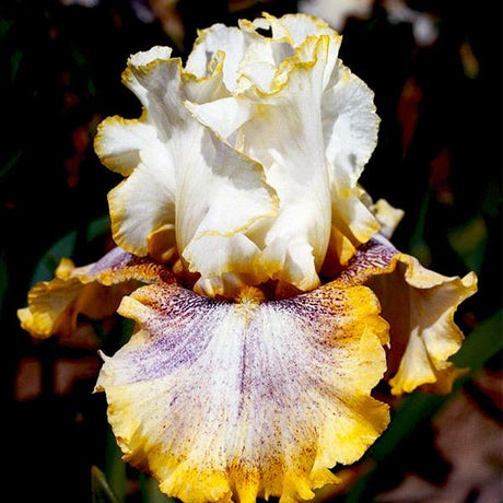 Ring Around Rosie Tall Bearded Iris - Nature Hills Nursery - Bare Root Iris - 