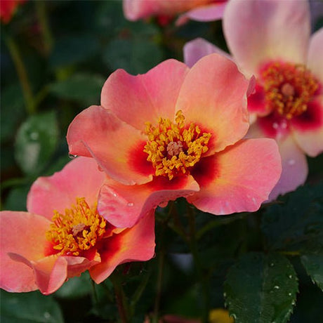 Ringo All - Star&trade; Shrub Rose - Nature Hills Nursery - #3 Container - 