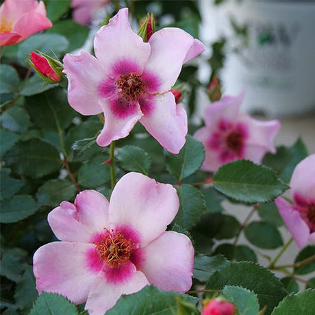 Ringo All - Star&trade; Shrub Rose - Nature Hills Nursery - #3 Container - 