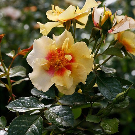 Close-up of red, pink, yellow, white rosa flowers on Ringo® Rose.