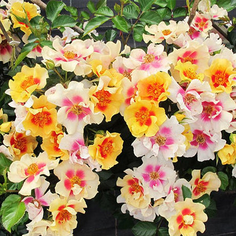 Deciduous foliage of Ringo® Rose (Rosa x 'ChewBullseye') in a garden setting.