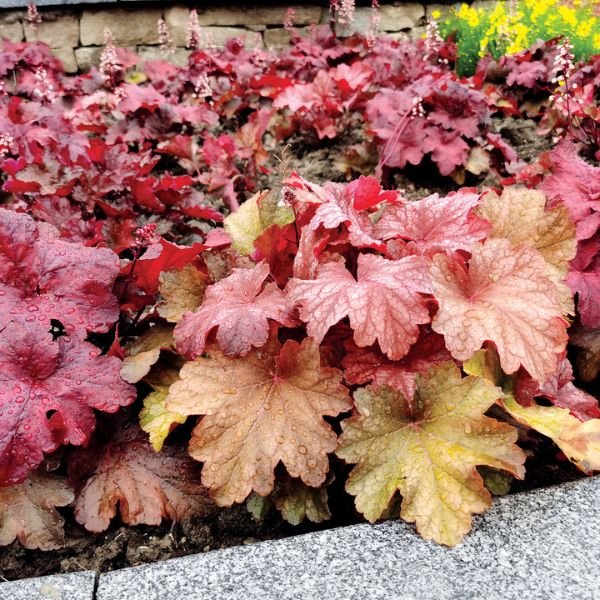Rio Coral Bells - Nature Hills Nursery - Premium #1 Container - 