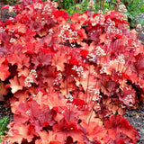 Rio Coral Bells - Nature Hills Nursery - Premium #1 Container - 
