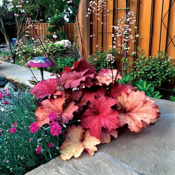 Rio Coral Bells - Nature Hills Nursery - Premium #1 Container - 