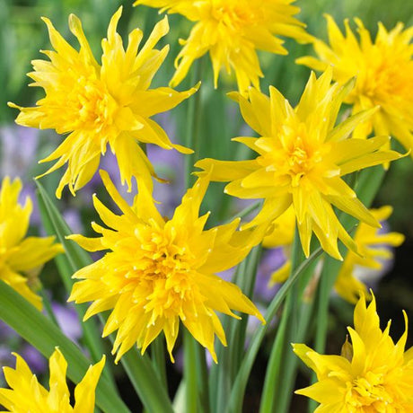 Rip Van Winkle Daffodil - Bulbs - Nature Hills Nursery - 12 Pack Bulbs - 