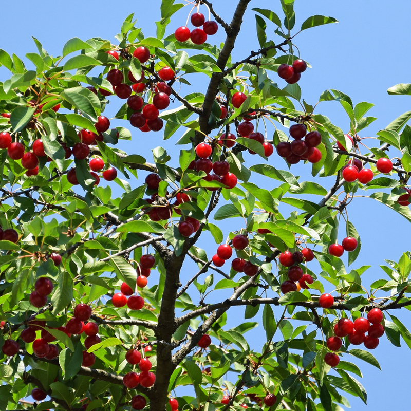 Low-angle view of a cherry tree branch heavily laden with clusters of ripe, bright red cherries and green leaves set against a clear blue sky.