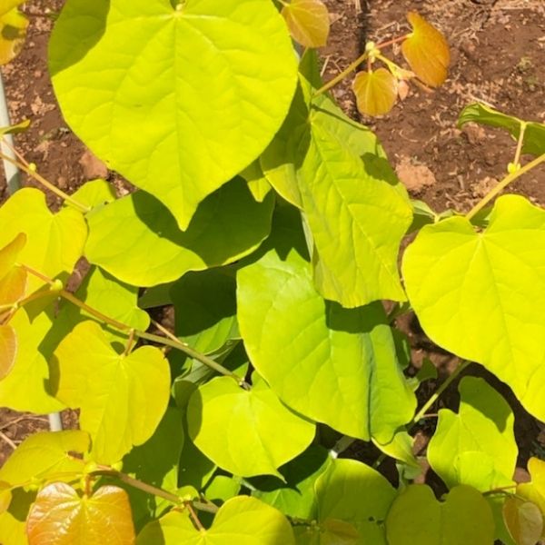 Rise &amp; Shine Redbud Tree - Nature Hills Nursery - 4 - 5 Feet Bareroot - 