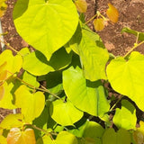 Rise &amp; Shine Redbud Tree - Nature Hills Nursery - 4 - 5 Feet Bareroot - 