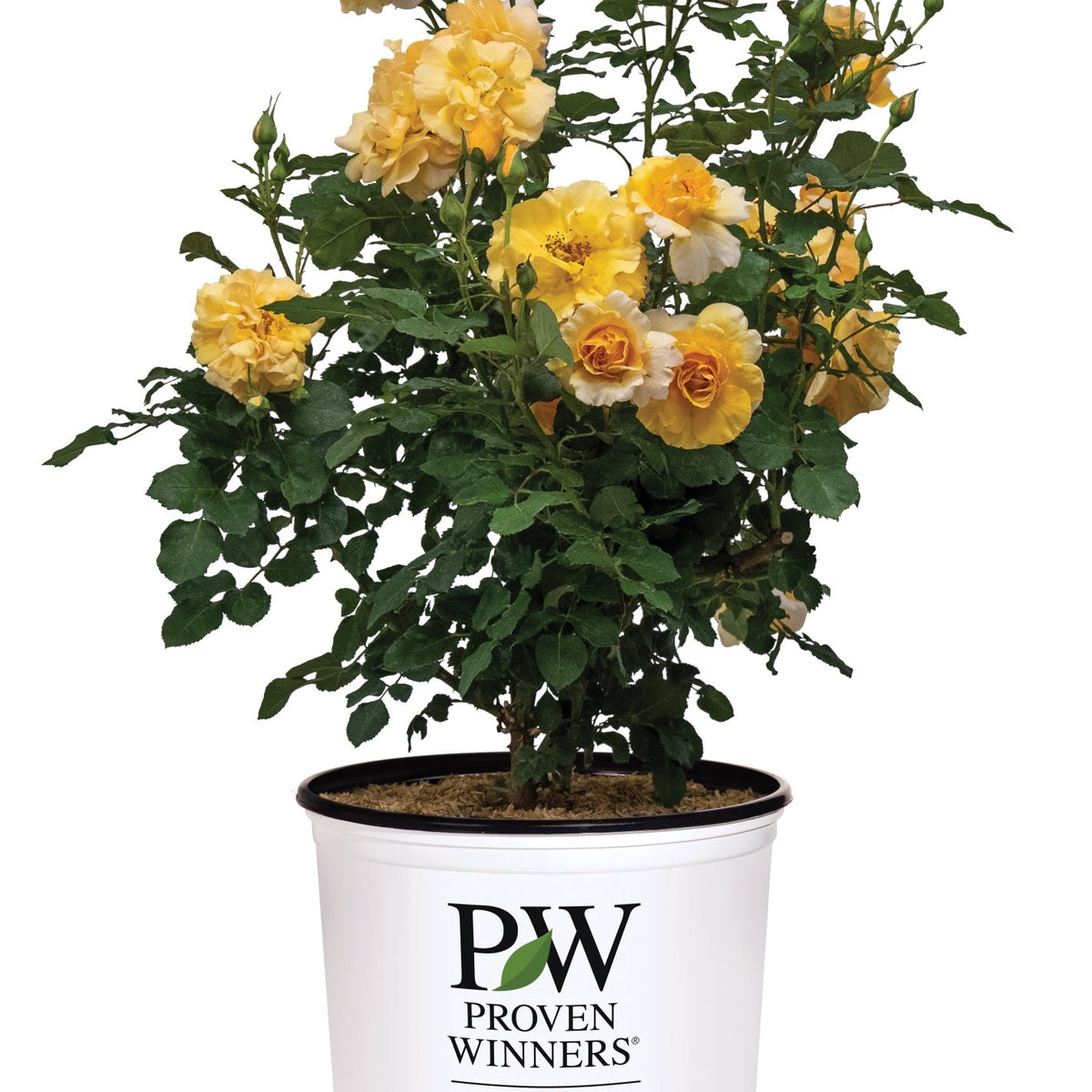 Rise Up Amberness Climbing Rose | Fragrant Mini Climber | Nature Hills