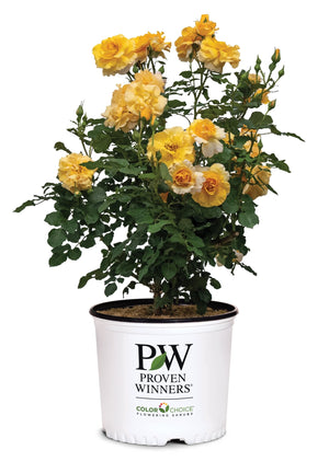 Rise Up Amberness Climbing Rose shrub, front view