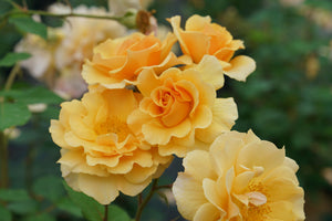 Rise Up Amberness Climbing Rose shrub, side view