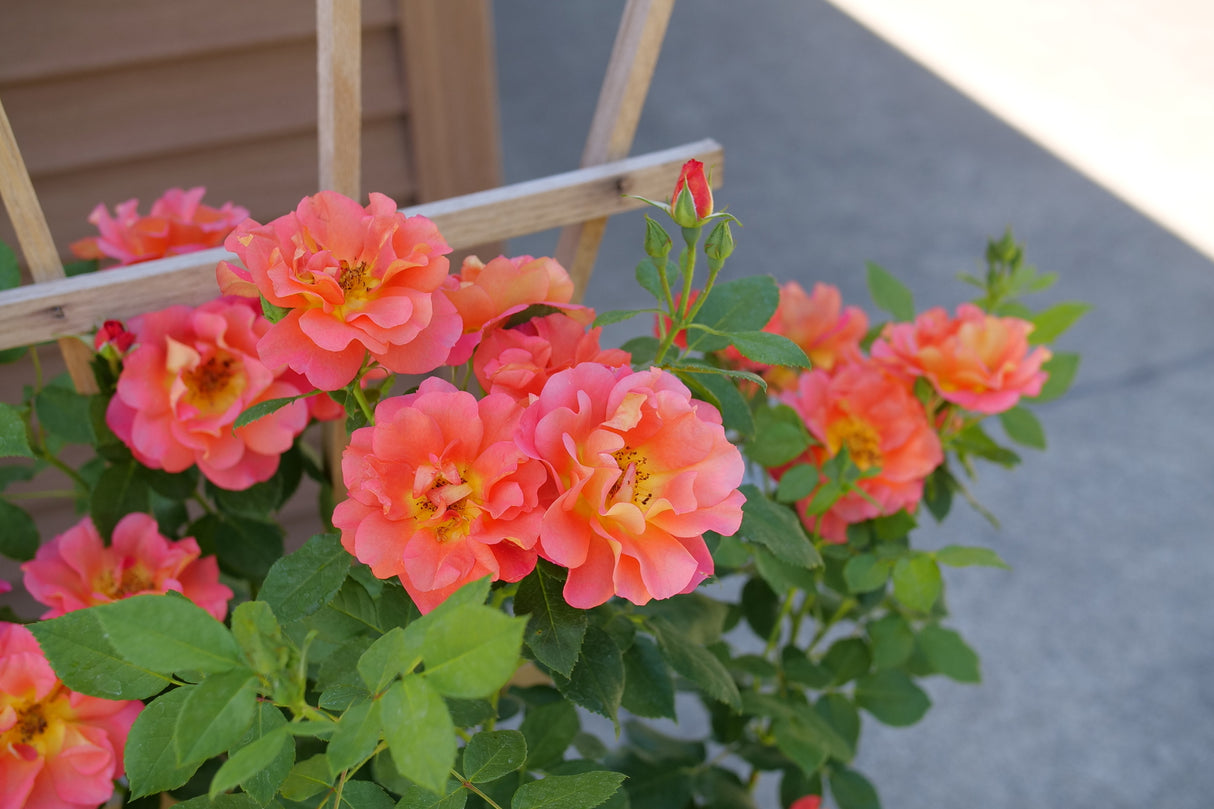 Rise Up Emberays Climbing Rose shrub, front view