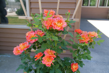 Rise Up Emberays Climbing Rose shrub, side view