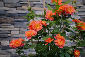 Rise Up Emberays Climbing Rose shrub, detail view