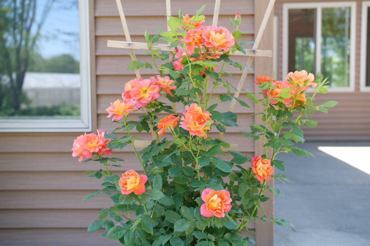 Rise Up Emberays Climbing Rose shrub, lifestyle view