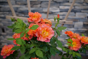 Rise Up Emberays Climbing Rose shrub, close-up