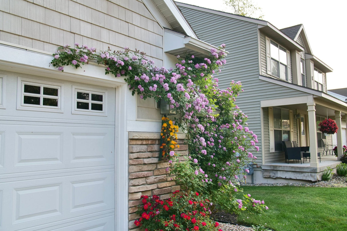 Rise Up Lilac Days Climbing Rose shrub, front view