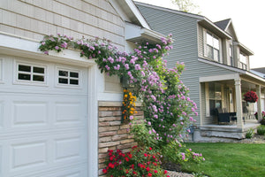 Rise Up Lilac Days Climbing Rose shrub, front view