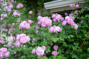 Rise Up Lilac Days Climbing Rose shrub, side view