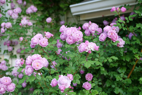 Rise Up Lilac Days Climbing Rose shrub, side view
