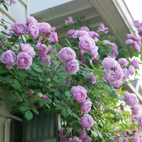 Rise Up Lilac Days Climbing Rose shrub, detail view