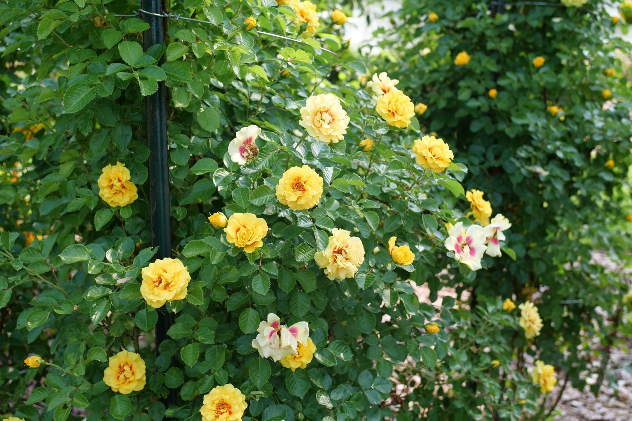 Rise Up Ringo Climbing Rose | Reblooming Mini Climber | Nature Hills