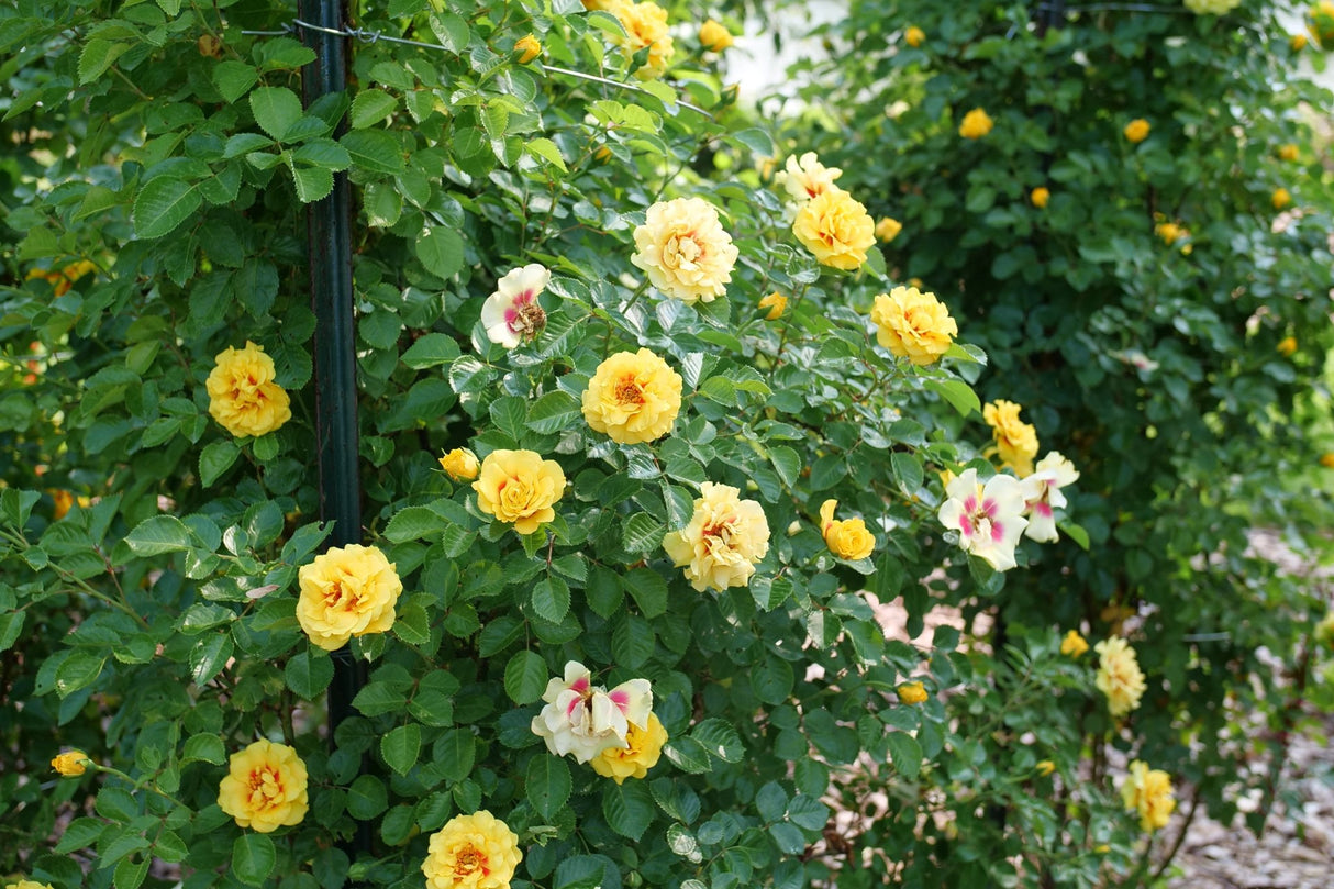 Rise Up Ringo Climbing Rose shrub, front view