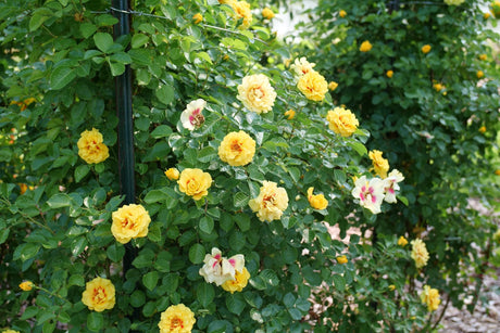 Rise Up Ringo Climbing Rose shrub, front view