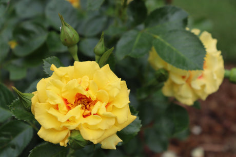 Rise Up Ringo Climbing Rose shrub, side view