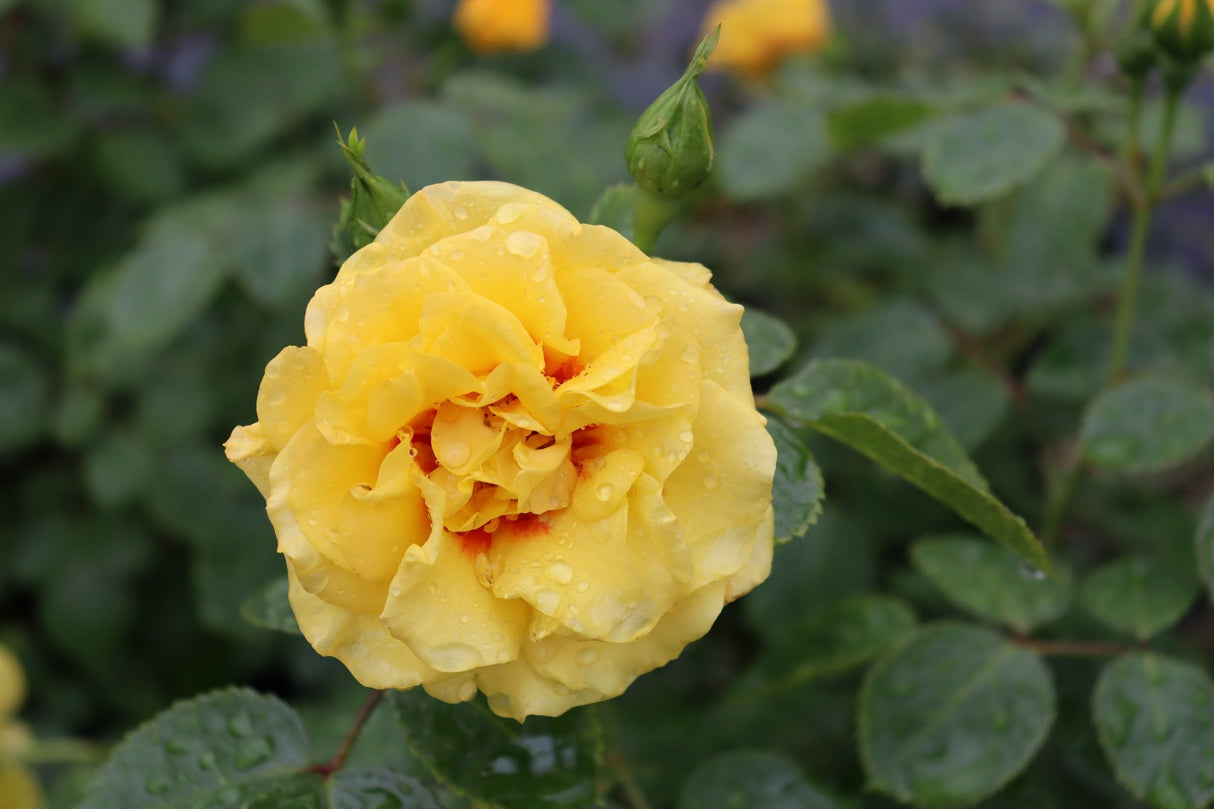 Rise Up Ringo Climbing Rose shrub, detail view