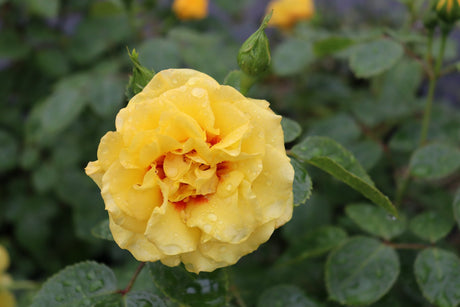 Rise Up Ringo Climbing Rose shrub, detail view