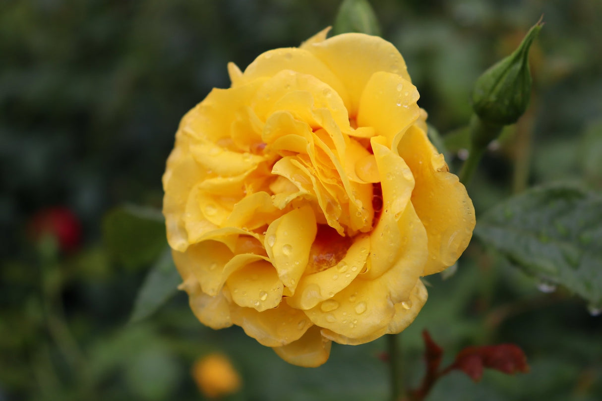 Rise Up Ringo Climbing Rose shrub, lifestyle view