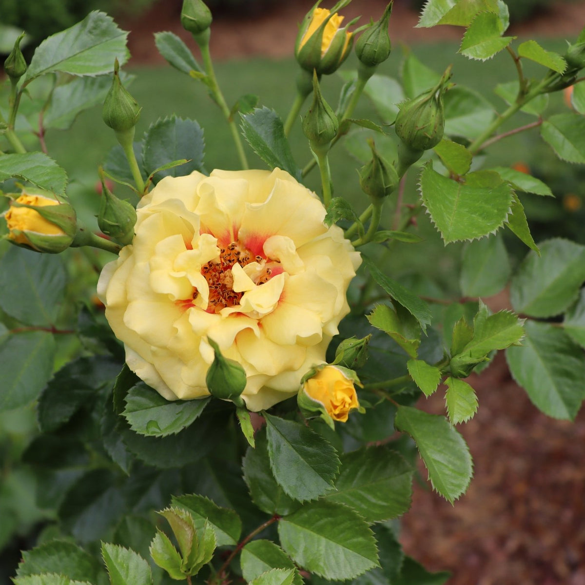 Rise Up Ringo Climbing Rose | Reblooming Mini Climber | Nature Hills