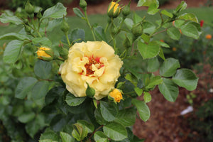 Rise Up Ringo Climbing Rose shrub, close-up