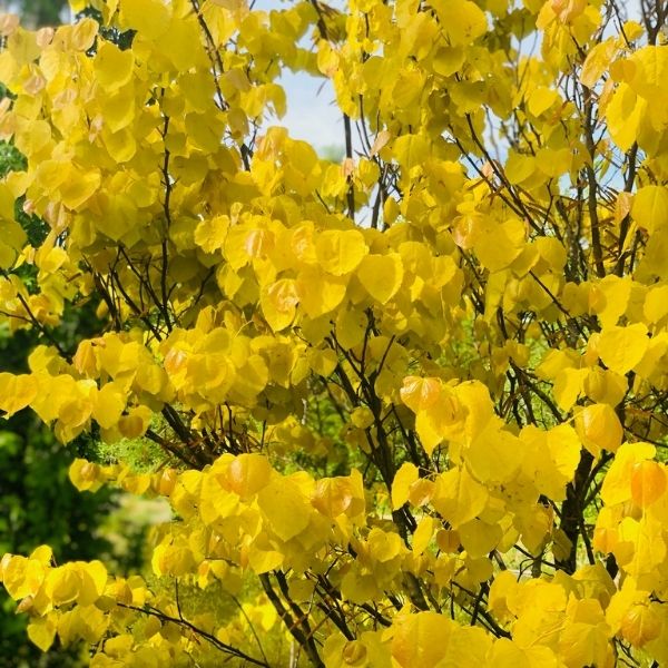 Rise &amp; Shine Redbud Tree