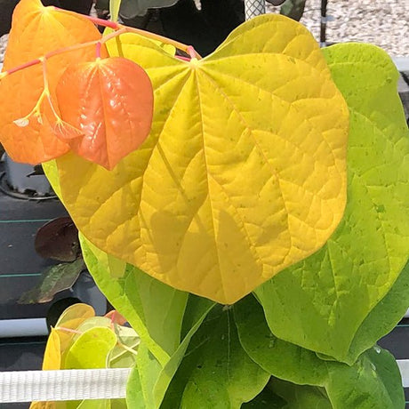 Close-up of purple, pink cercis flowers on Rising Sun⢠Redbud Tree blooming in early spring to late spring.