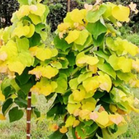Rising Sun™ Redbud Tree | Buy at NatureHills.com