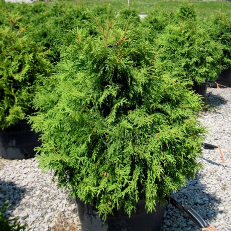 Riverside&trade; Arborvitae - Nature Hills Nursery - #3 Container - 