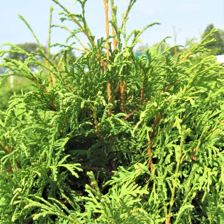 Riverside&trade; Arborvitae - Nature Hills Nursery - #3 Container - 