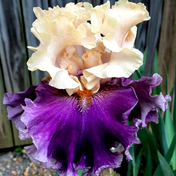 Roaring Twenties Tall Bearded Iris - Nature Hills Nursery - Bare Root Iris - 