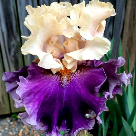 Roaring Twenties Tall Bearded Iris - Nature Hills Nursery - Bare Root Iris - 