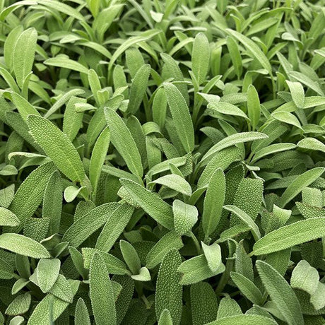 Robert Grimm Dwarf Culinary Sage - Nature Hills Nursery - #1 Container - 