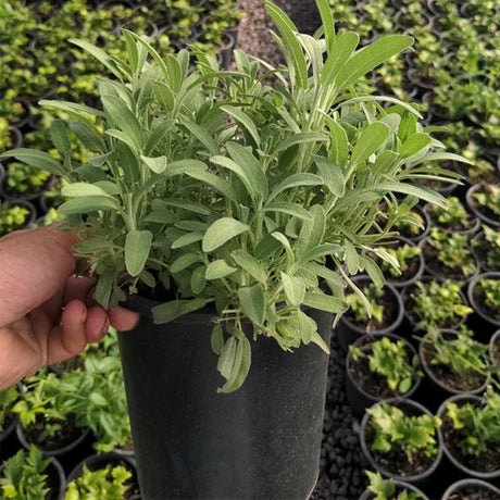 Robert Grimm Dwarf Culinary Sage - Nature Hills Nursery - #1 Container - 